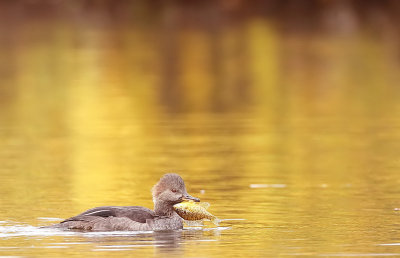 Hooded MerGanser and Perch  --  Harle Couronne et sa Perche