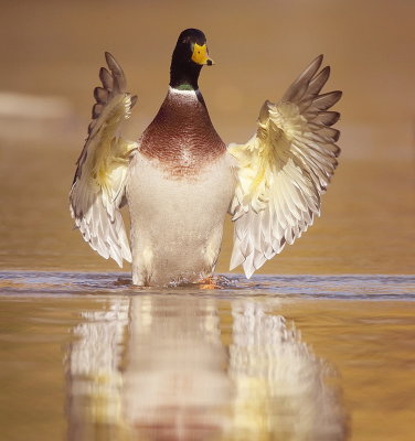 Mallard  --  Canard ColVert