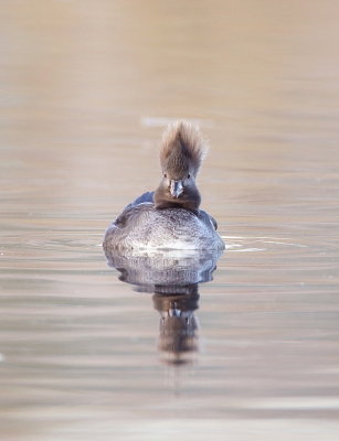 Hooded MerGanser  --  Harle Couronne