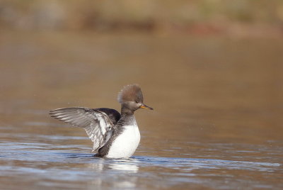 Hooded MerGanser  --  Harle Couronne