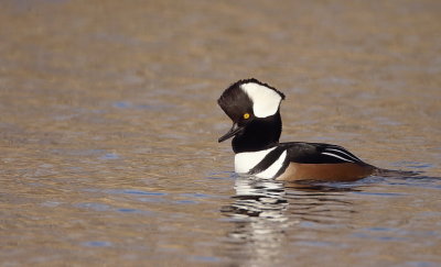 Hooded MerGanser  --  Harle Couronne