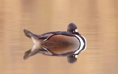 Hooded MerGanser  --  Harle Couronne