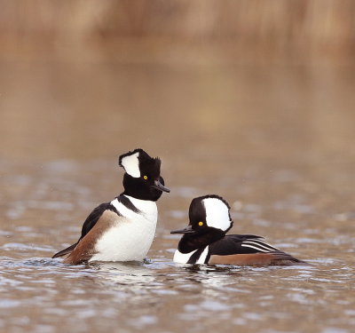 Hooded MerGanser  --  Harle Couronne