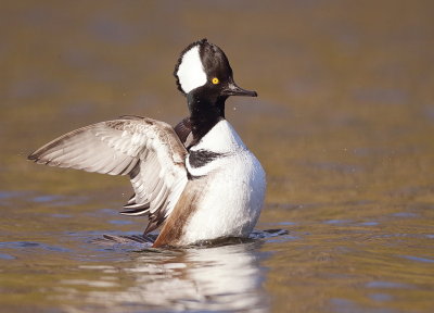 Hooded MerGanser  --  Harle Couronne