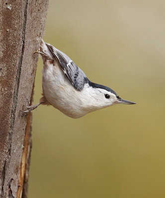 White - Breasted NutHatch  --  Sittelle A Poitrine Blanche