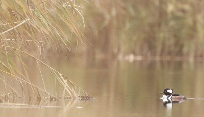 Hooded MerGanser  --  Harle Couronne