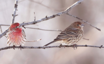 House Finch  --  Roselin Familier