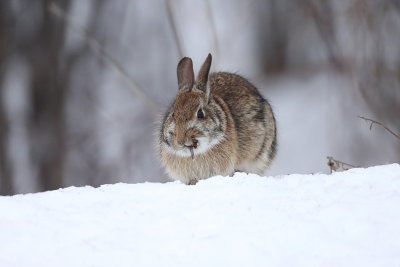 Cotton Tail Rabbit  --  Lapin A Queue Blanche