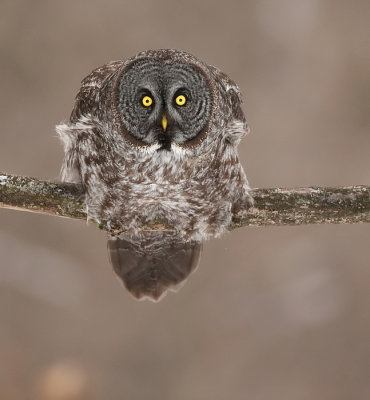 Great Gray Owl  --  Chouette LaPone