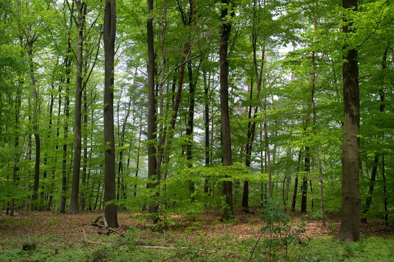 May Forest