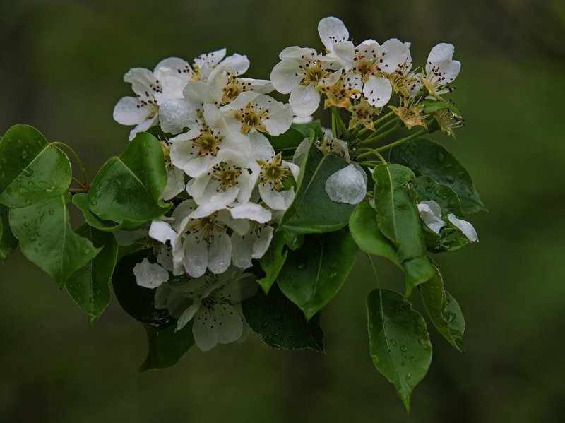 May Shower