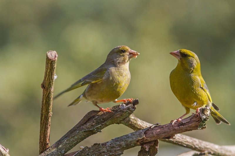 Greenfinch Feeding 