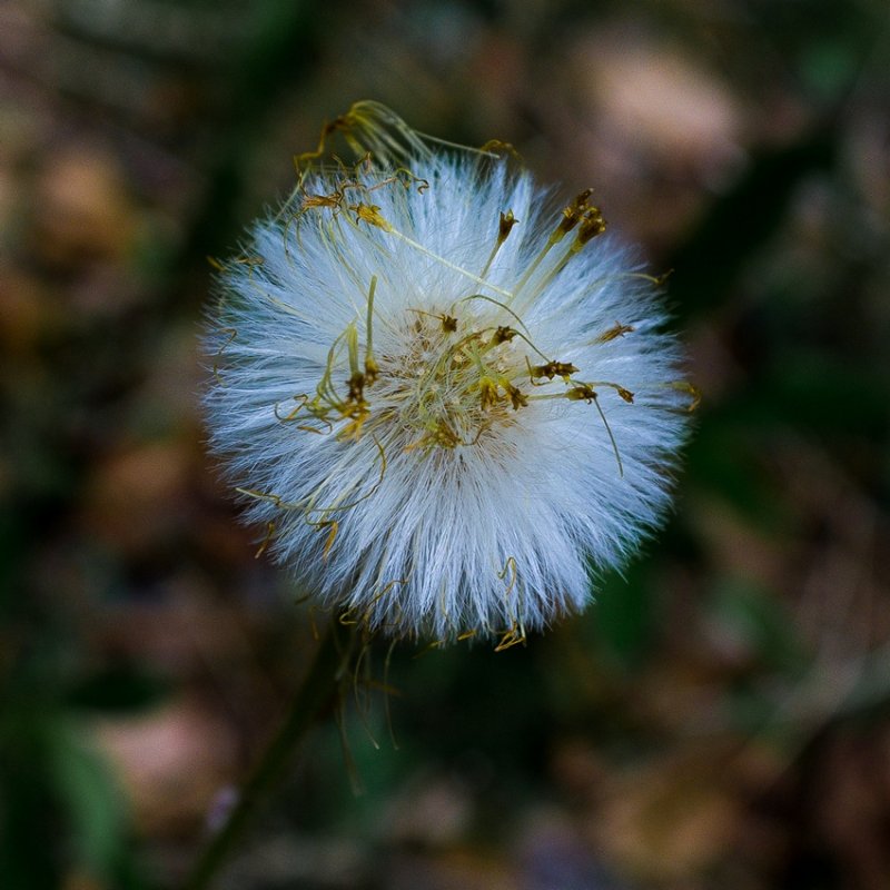 May Seeds