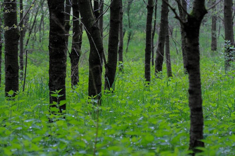 May Green