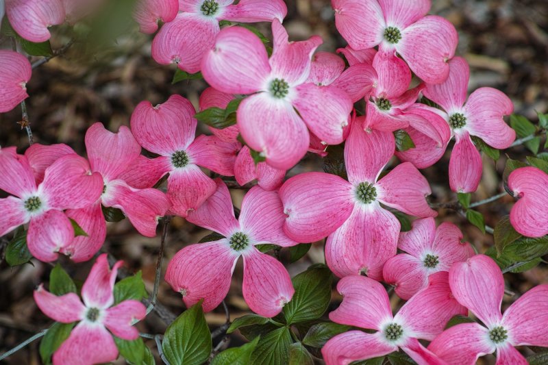 Dogwood in Pink