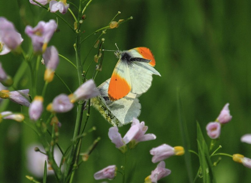 Orange Tip - Anthocharis cardamines - Aurorafalter