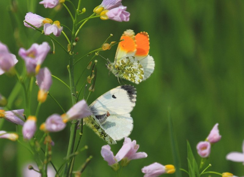 Orange Tip - Anthocharis cardamines - Aurorafalter