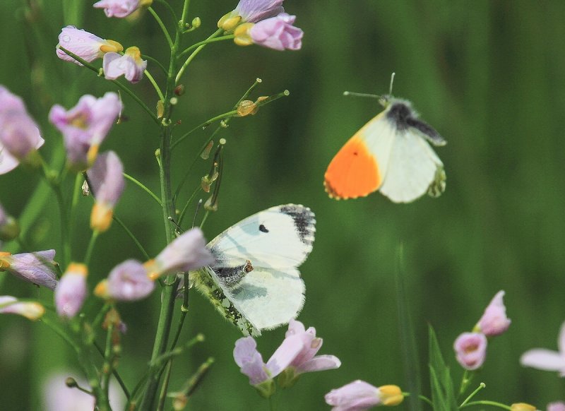 Orange Tip - Anthocharis cardamines - Aurorafalter