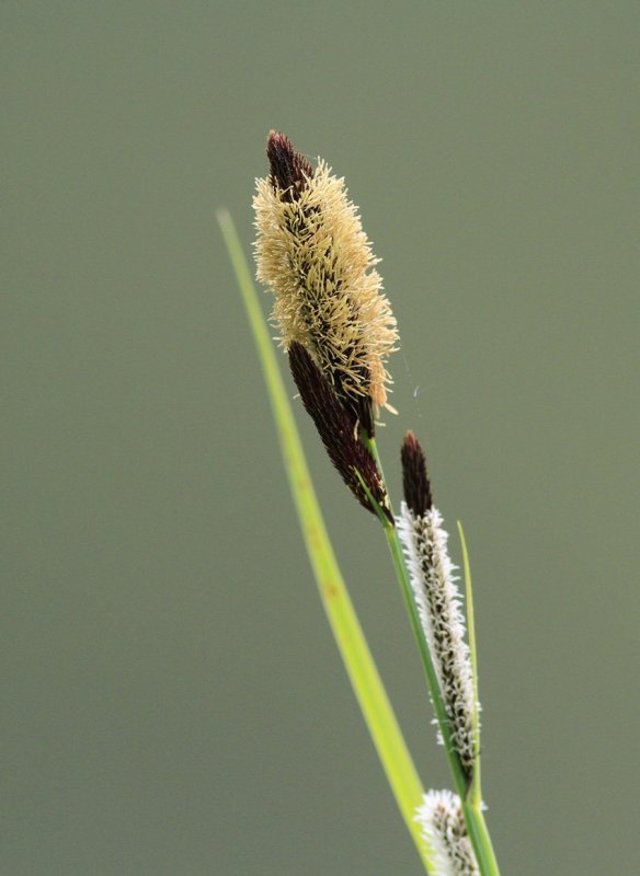 Grass