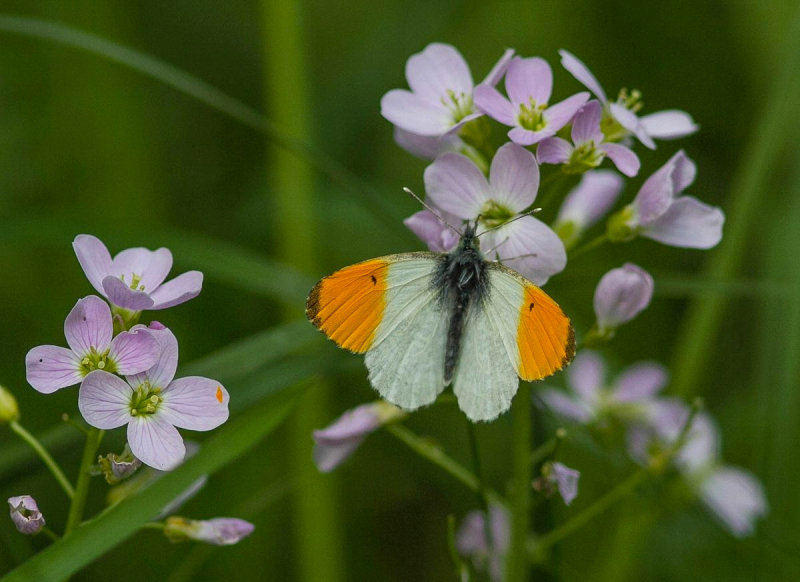 Orange Tip - Anthocharis cardamines - Aurorafalter