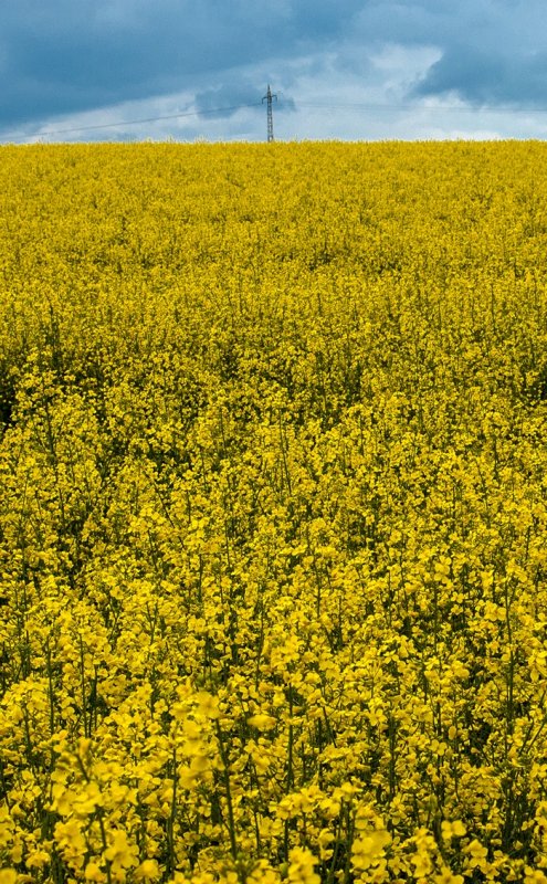 Rapeseed Field