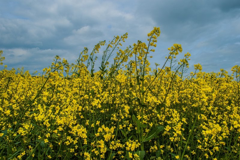Fields of yellow