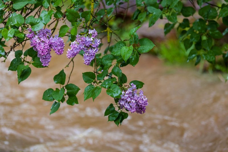 Lots of Rain
