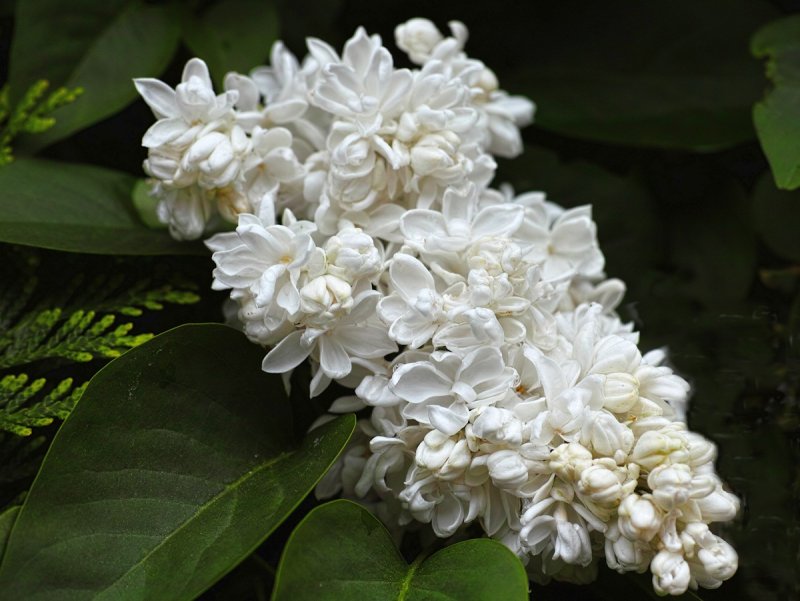 White Lilac