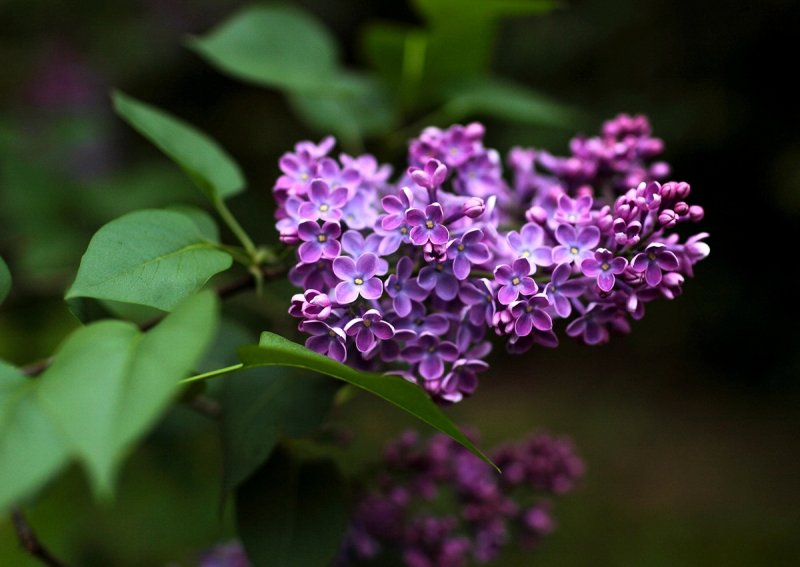 Lilac 