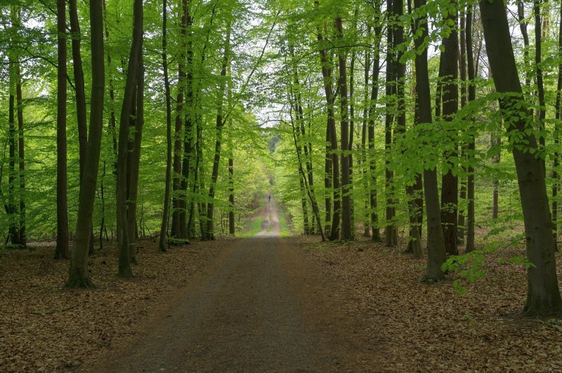 A Walk in the Forest