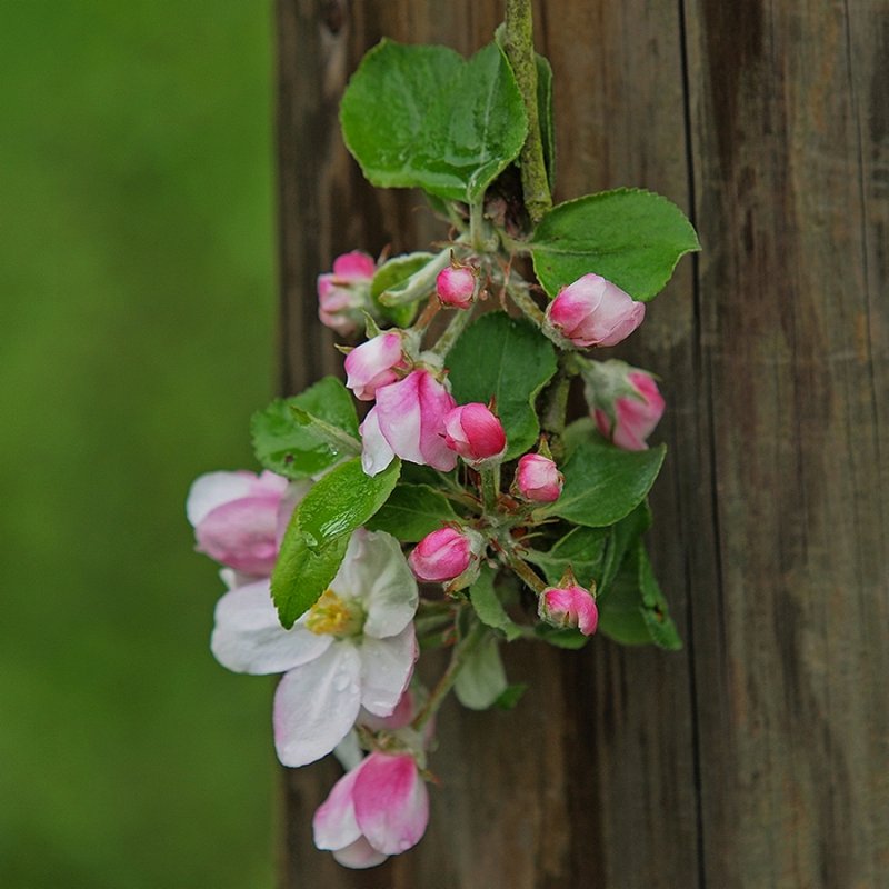 Apple Blossoms