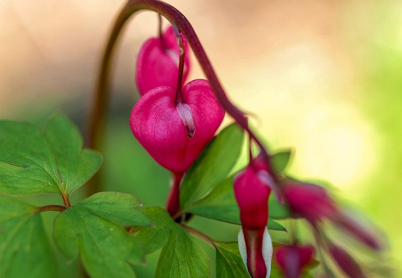 Bleeding-Hearts