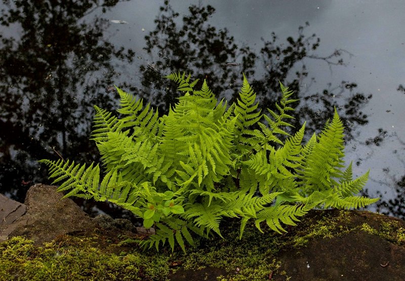 Fresh Fern 