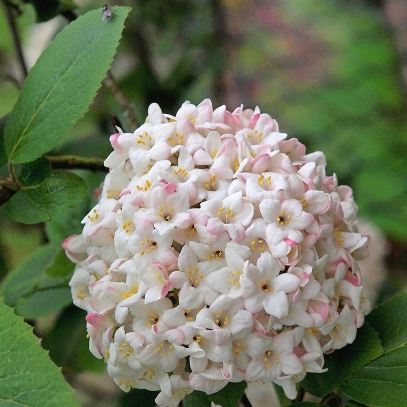 Snowball Virburnum