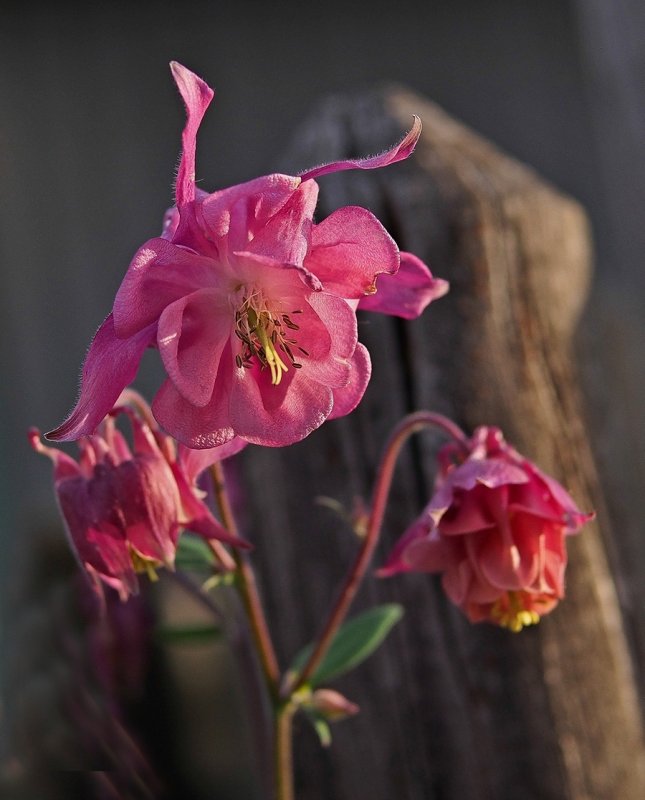 Columbine in Evening Light