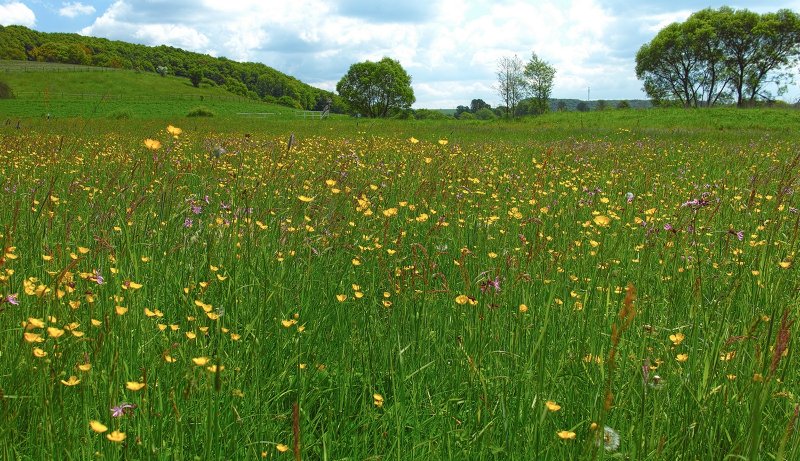 May Field