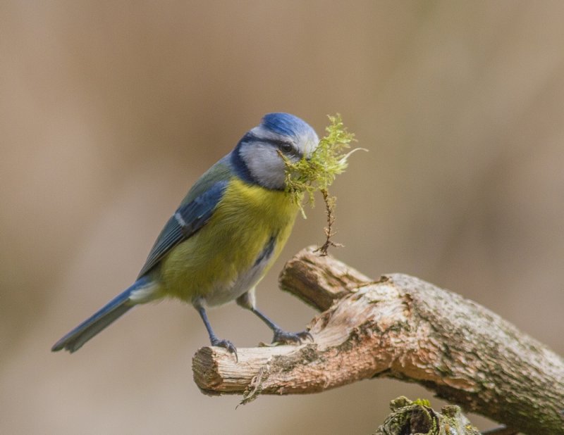 Nest Building and Feeding