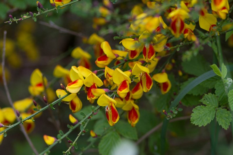 Scotch Broom 