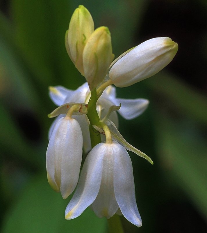 White Bells