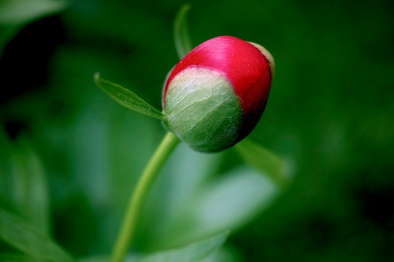 Red Peony