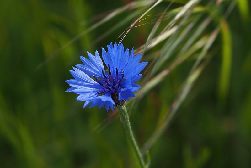 Cornflower