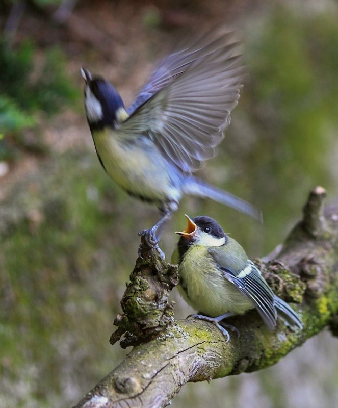 Great Tit (Parus Major/Kohlmeise)