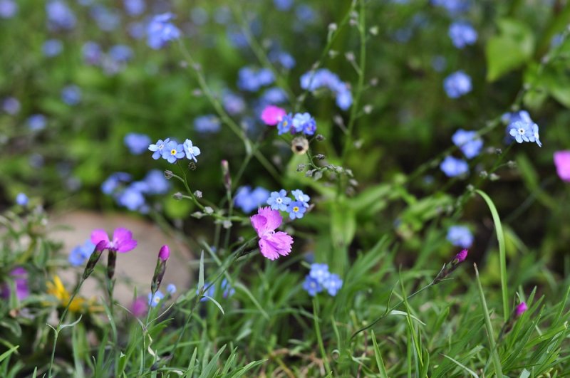 Pastels in the Garden