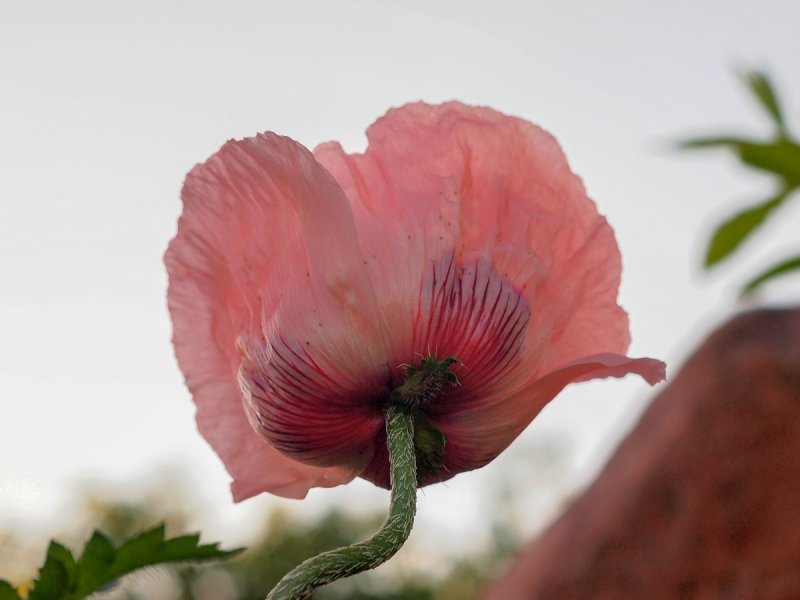 Large Poppy