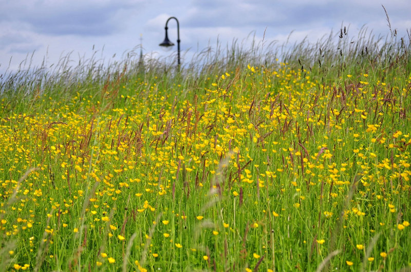 Flower Field