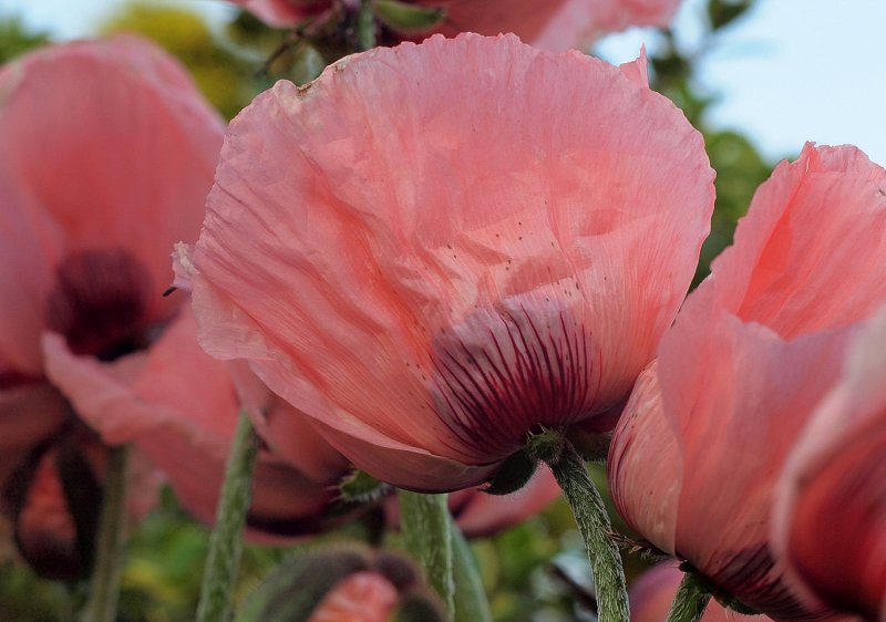 Pink Poppies