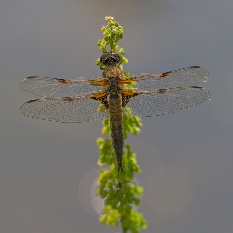 Four Spotted Chaser  (Male)