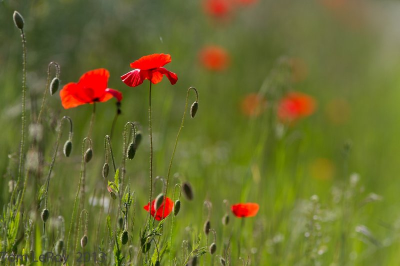 Poppy Field