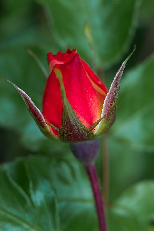 Rose Bud