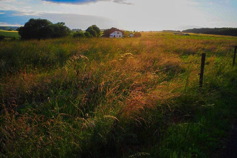 Evening Walk 